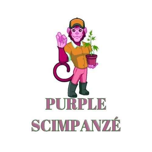 Purple Scimpanzè