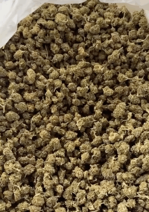 Babilogna | Small Bud Outdoor Premium Gold