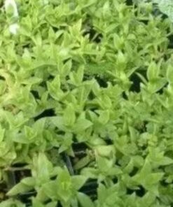 Psychoactive Herbs | Sceletium tortuosum  1000 Kanna seeds