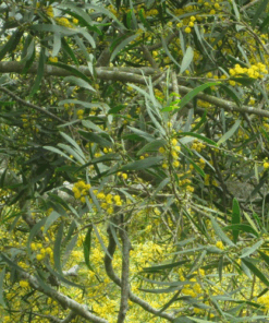 Psychoactive Herbs | Acacia Confusa 500 seeds  petit feuille