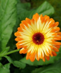 Psychoactive Herbs | Calendula officinalis seeds  10g  1250 seeds
