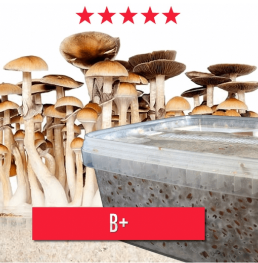 Pharmadelic | Medium Kit - 1200cc Magic Mushroom