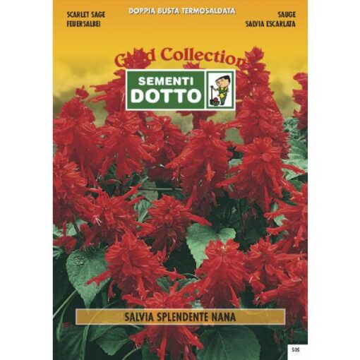 Gold Collection - SALVIA Splendente Nana - h cm 35