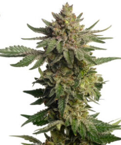 Green Magic