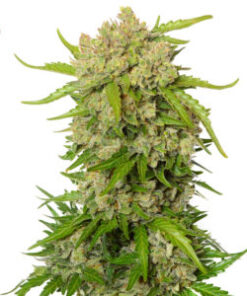 Blue Amnesia Autofiorente
