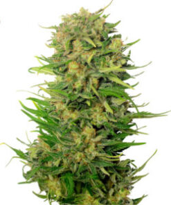 Choco Kush Autofiorente