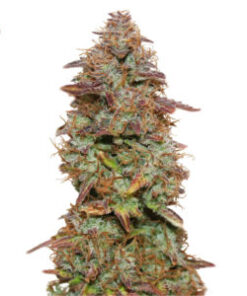Exotic Purple  Autofiorente
