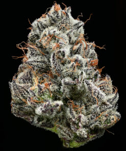 Black Cherry Gushers Strain
