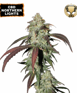 Seed Stockers | CBD Northern Lights