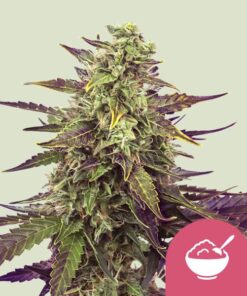 Royal Queen Seeds | Cereal Milk