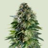 Royal Queen Seeds | Corkscrew Auto