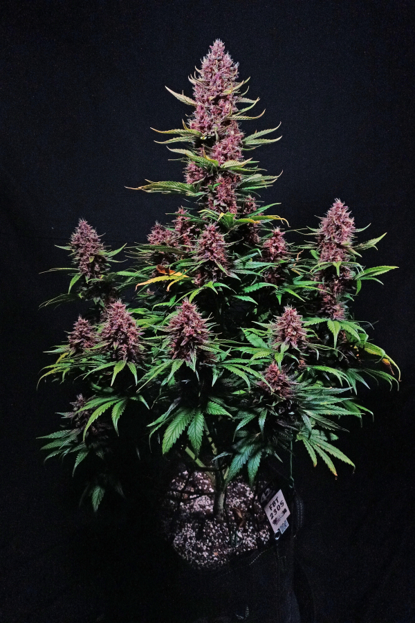 Fast Buds | Ztrawberriez Auto - immagine 7