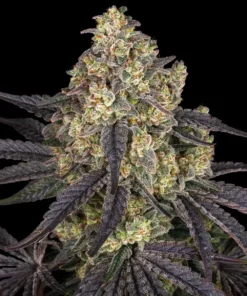 Kush Mintz Strain 3 Semi
