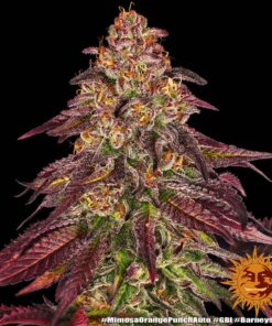 Barney's Farm | Mimosa x Orange Punch Auto Strain