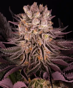 Mimosa x Orange Punch Strain