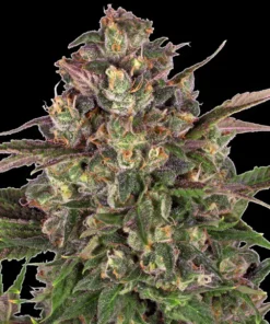 Peyote Critical Strain 1 Seme