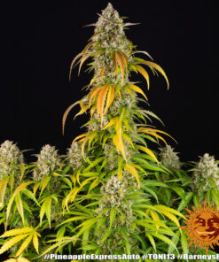 Pineapple Express Auto Strain