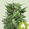 Royal Queen Seeds | Royal Kush Auto