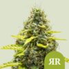 Royal Queen Seeds | Royal Runtz Auto