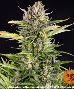 Barney's Farm | Strawberry Cheesecake Auto Strain