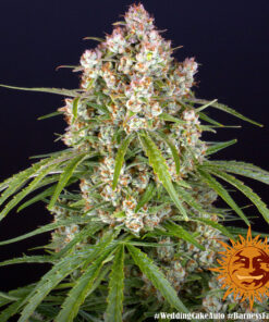Barney's Farm | Wedding Cake Auto Strain