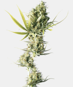 Sensi Seeds Bank | Semi di Durban Femminizzati