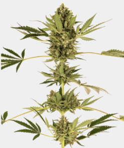 Sensi Seeds Bank | Semi di Himalayan CBD Feminizzati