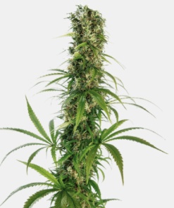 Sensi Seeds Bank | Semi di cannabis Michka® Femminizzati