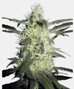 Sensi Seeds Bank | Semi di Silver Haze Femminizzati