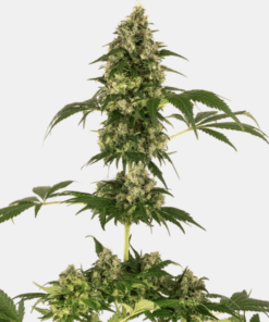 Sensi Seeds Bank | Semi di Cobalt Haze Feminizzati