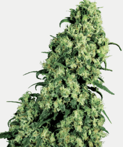 Sensi Seeds Bank | Semi di Skunk #1 Femminizzati