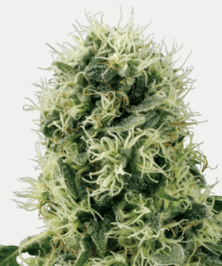 Sensi Seeds Bank | Semi di Pure Power Plant Femminizzati