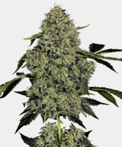 Sensi Seeds Bank | Semi di OG Kush Autofiorenti