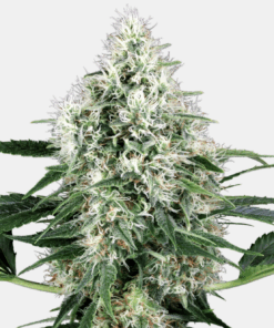 Sensi Seeds Bank | Semi di Pure Power Plant Autofiorenti