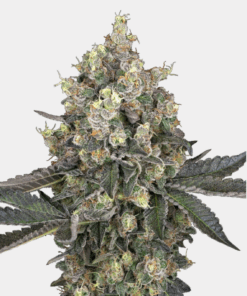 Sensi Seeds Bank | Semi di Sweet Berry Breeze Femminizzati