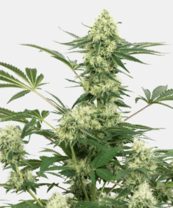 Sensi Seeds Bank | Semi di Wedding Cheesecake Femminizzati