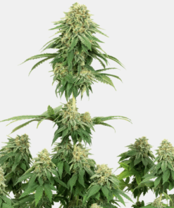 Sensi Seeds Bank | Semi di Girl Scout Cookies Femminizzati