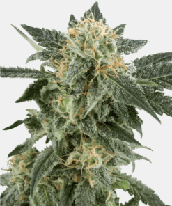 Sensi Seeds Bank | Semi di Snow Ryder Autofiorenti