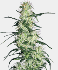 Sensi Seeds Bank | Semi di Purple Haze Femminizzati