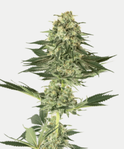 Sensi Seeds Bank | Semi di Banana Kush Femminizzati