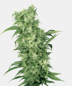 Sensi Seeds Bank | Semi di Female Mix