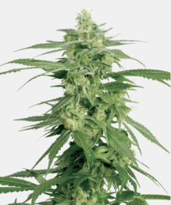 Sensi Seeds Bank | Semi di Holland’s Hope Regolari 10 Semi