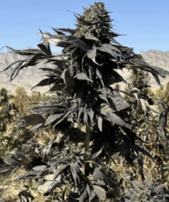 Ace Seeds | Selezione Maruf Black Afgano Regolare 10 Semi