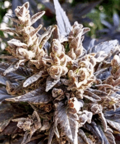 Ace Seeds | Selezione viola Balochistan Quetta #1 Regular 10 Semi