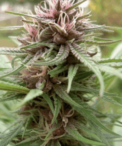 Ace Seeds | ErdPurt Regular