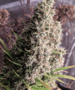 Ace Seeds | Golden Tiger Femminizzata