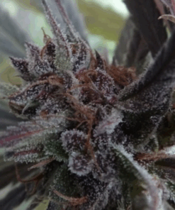 Ace Seeds | Haze X Kali China Femminizzata
