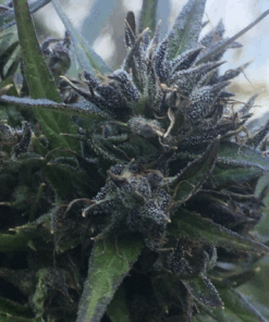Ace Seeds | Hokkaido Giappone Regular