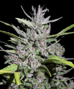 Ace Seeds | Honduras x Panama femminizzata