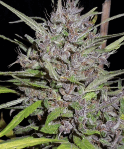 Ace Seeds | Honduras x Panama Regular